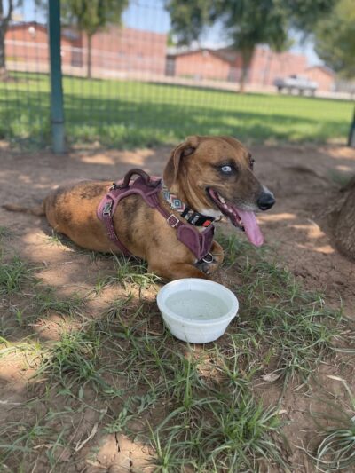 PetSmart Dog Park - Phoenix, AZ