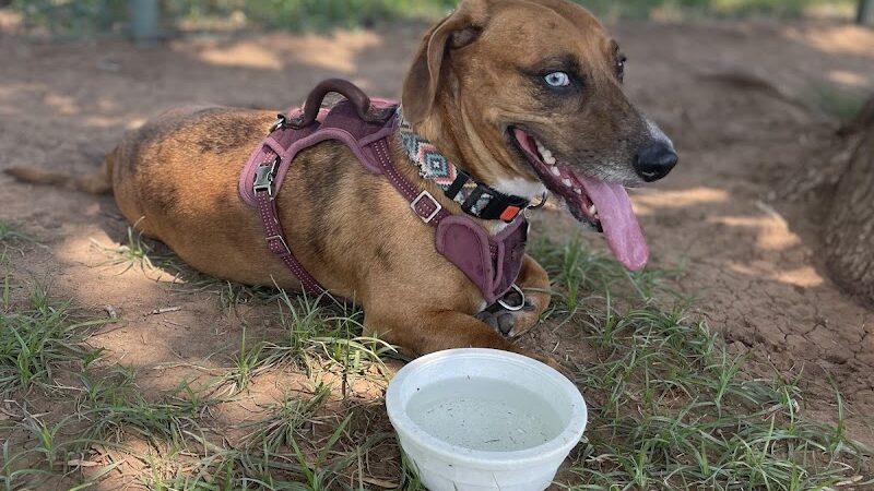 PetSmart Dog Park - Phoenix, AZ