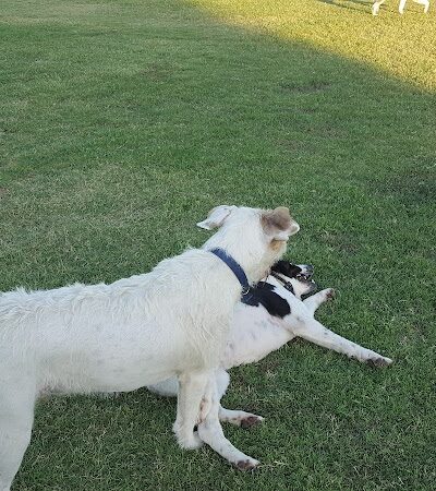 PetSmart Dog Park - Phoenix, AZ
