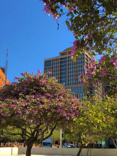 Phoenix - Phoenix, AZ