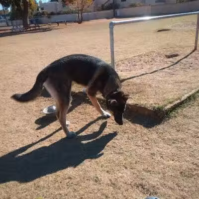 Pomelo Dog Park - Phoenix, AZ