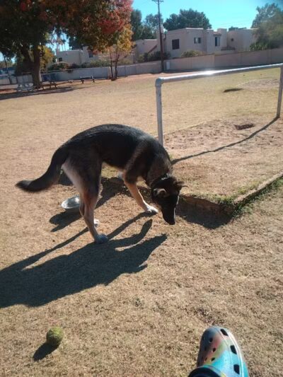 Pomelo Dog Park - Phoenix, AZ
