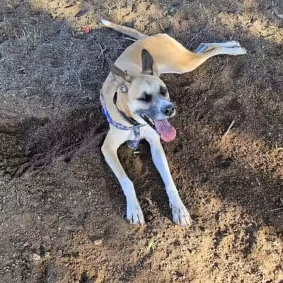 Pomelo Dog Park - Phoenix, AZ