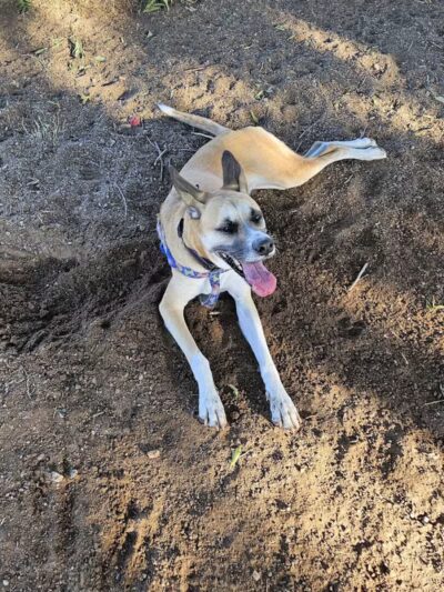 Pomelo Dog Park - Phoenix, AZ