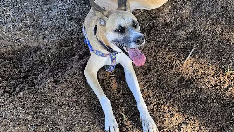 Pomelo Dog Park - Phoenix, AZ