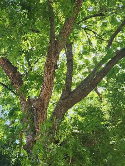 Pomelo Dog Park - Phoenix, AZ