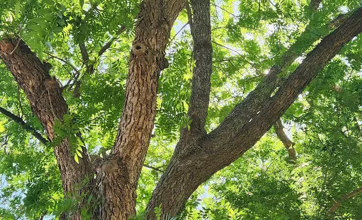 Pomelo Dog Park - Phoenix, AZ