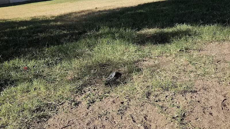 Pomelo Dog Park - Phoenix, AZ