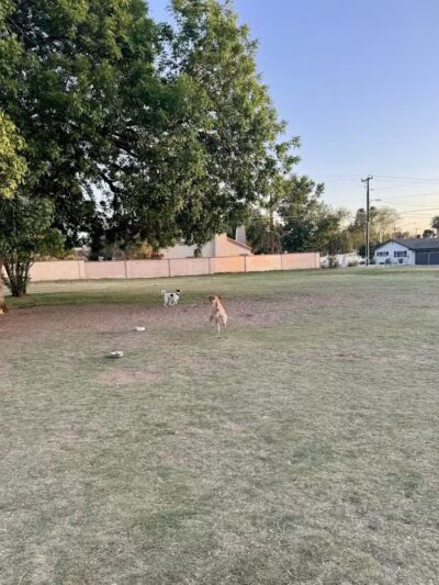 Pomelo Dog Park - Phoenix, AZ