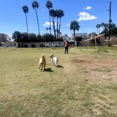 Pomelo Dog Park - Phoenix, AZ