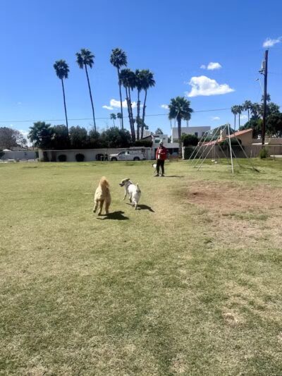 Pomelo Dog Park - Phoenix, AZ
