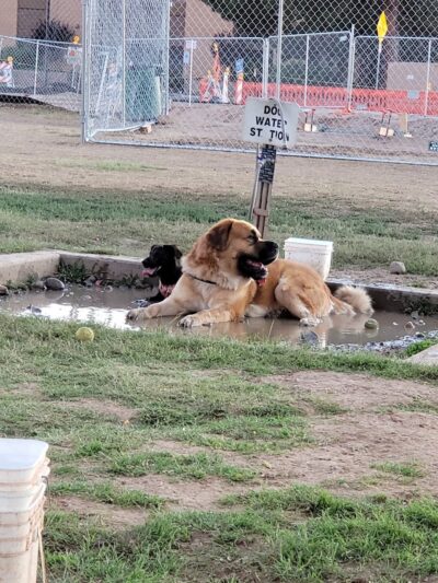 Rose Mofford Dog Park - Phoenix, AZ