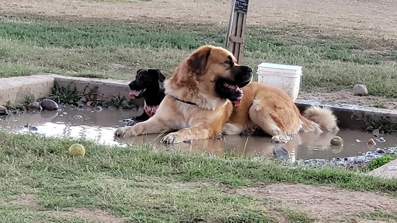 Rose Mofford Dog Park - Phoenix, AZ