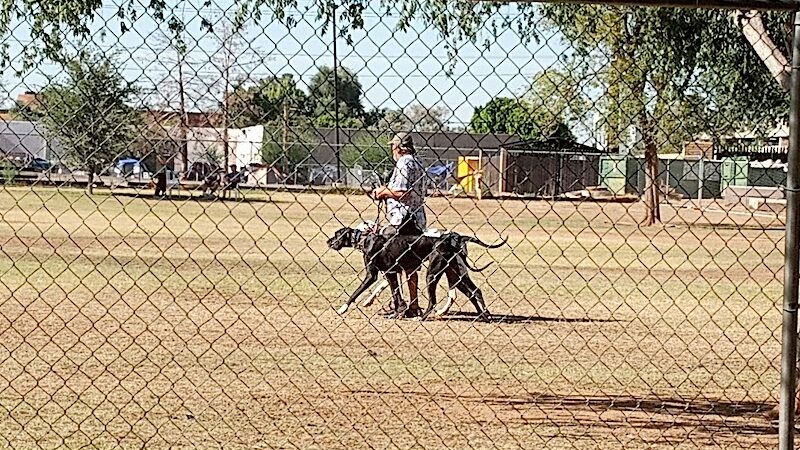 Rose Mofford Dog Park - Phoenix, AZ