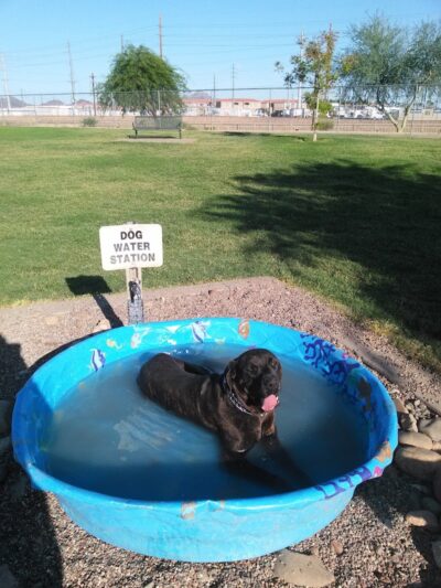 Rose Mofford Dog Park - Phoenix, AZ