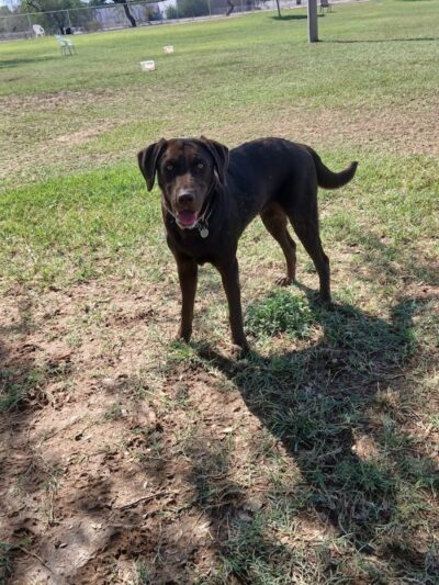 Rose Mofford Dog Park - Phoenix, AZ