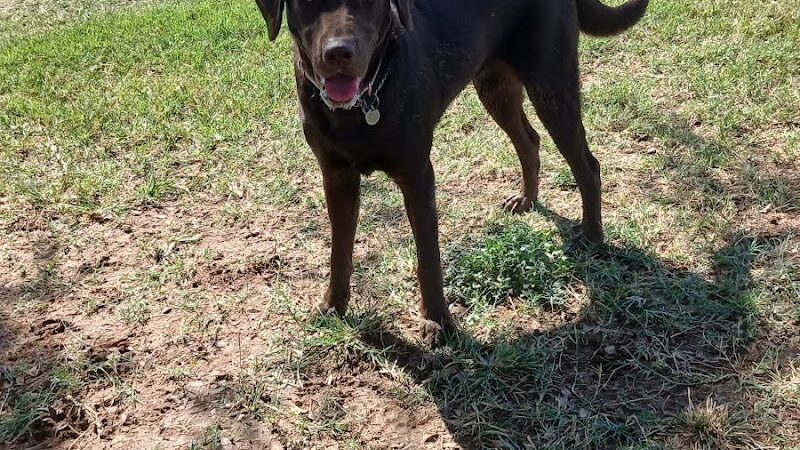 Rose Mofford Dog Park - Phoenix, AZ
