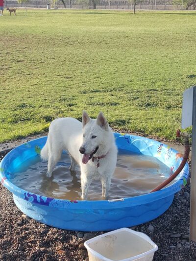 Rose Mofford Dog Park - Phoenix, AZ