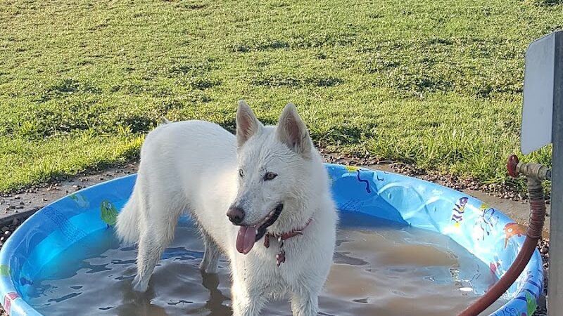 Rose Mofford Dog Park - Phoenix, AZ