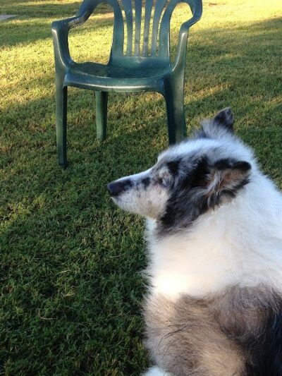 Rose Mofford Dog Park - Phoenix, AZ