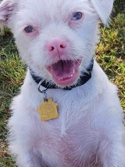 Rose Mofford Dog Park - Phoenix, AZ