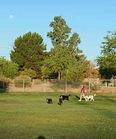 Rose Mofford Dog Park - Phoenix, AZ