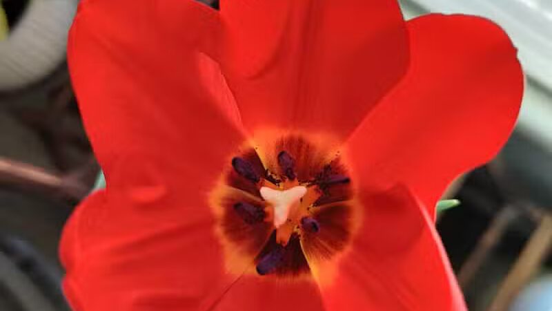 Silva Mountain Park - Phoenix, AZ