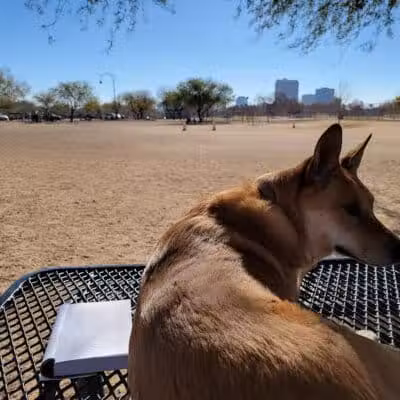 Steele Indian School Park Dog Park - Phoenix, AZ