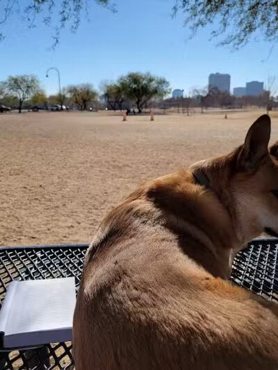 Steele Indian School Park Dog Park - Phoenix, AZ