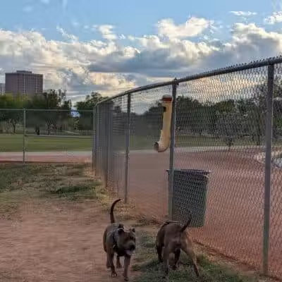 Steele Indian School Park Dog Park - Phoenix, AZ