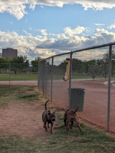 Steele Indian School Park Dog Park - Phoenix, AZ
