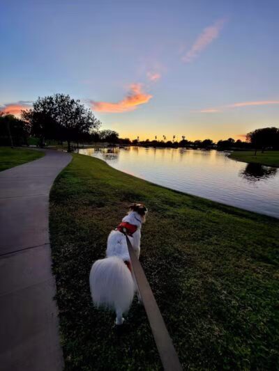 Steele Indian School Park Dog Park - Phoenix, AZ