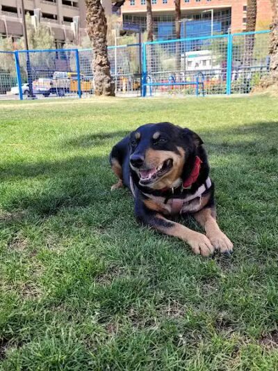 Thelda Williams Paw-Pup Park - Phoenix, AZ