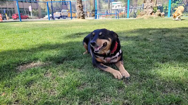 Thelda Williams Paw-Pup Park - Phoenix, AZ