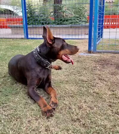 Thelda Williams Paw-Pup Park - Phoenix, AZ