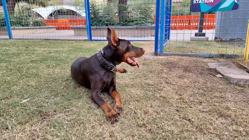 Thelda Williams Paw-Pup Park - Phoenix, AZ