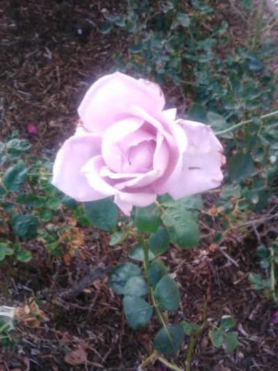 Thelda Williams Paw-Pup Park - Phoenix, AZ