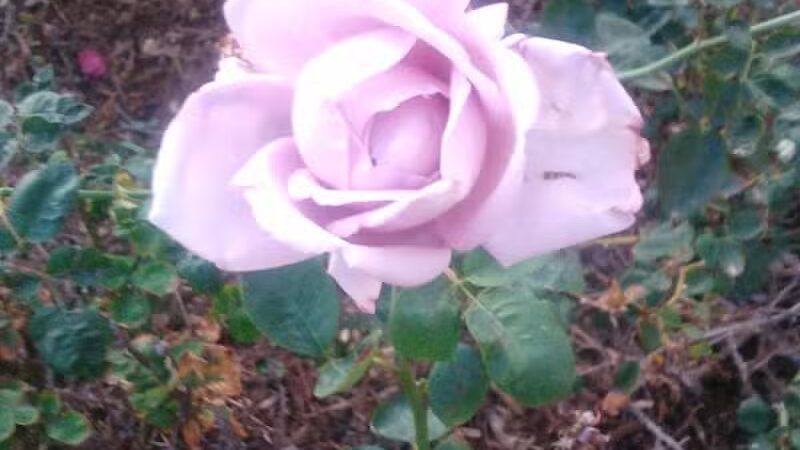 Thelda Williams Paw-Pup Park - Phoenix, AZ