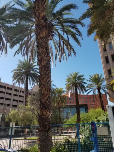 Thelda Williams Paw-Pup Park - Phoenix, AZ