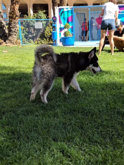 Thelda Williams Paw-Pup Park - Phoenix, AZ