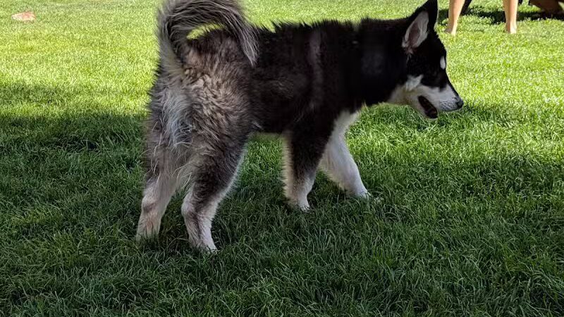 Thelda Williams Paw-Pup Park - Phoenix, AZ