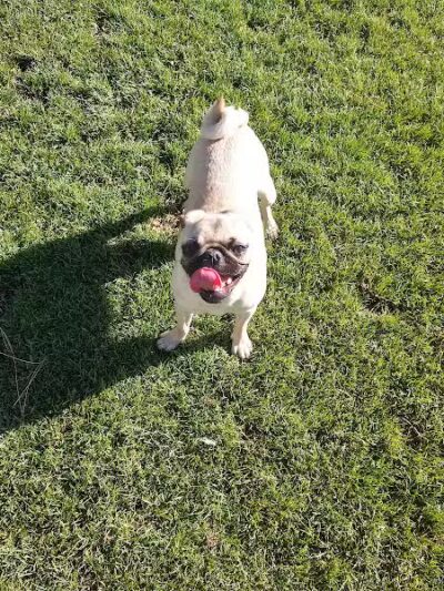 Thelda Williams Paw-Pup Park - Phoenix, AZ