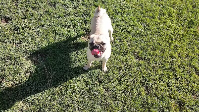Thelda Williams Paw-Pup Park - Phoenix, AZ