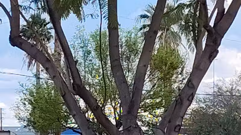 Washington Park - Phoenix, AZ