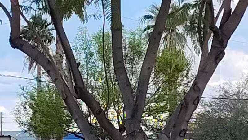 Washington Park - Phoenix, AZ