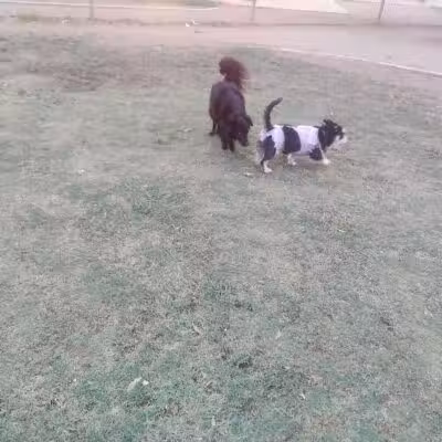 PetSmart Dog Park - Phoenix, AZ