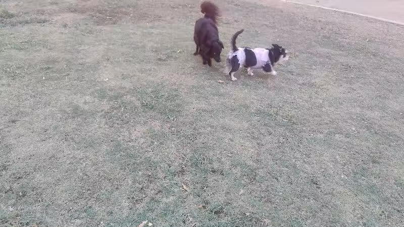 PetSmart Dog Park - Phoenix, AZ