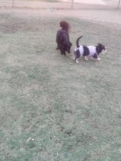 PetSmart Dog Park - Phoenix, AZ