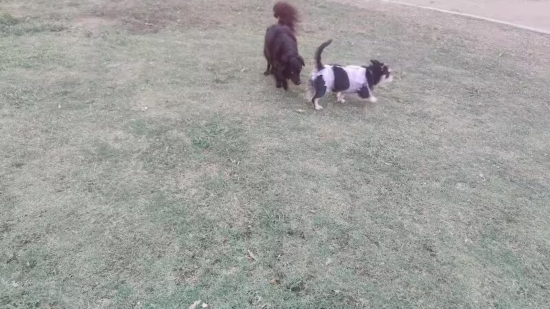 PetSmart Dog Park - Phoenix, AZ