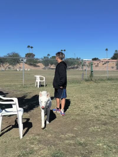 PetSmart Dog Park - Phoenix, AZ